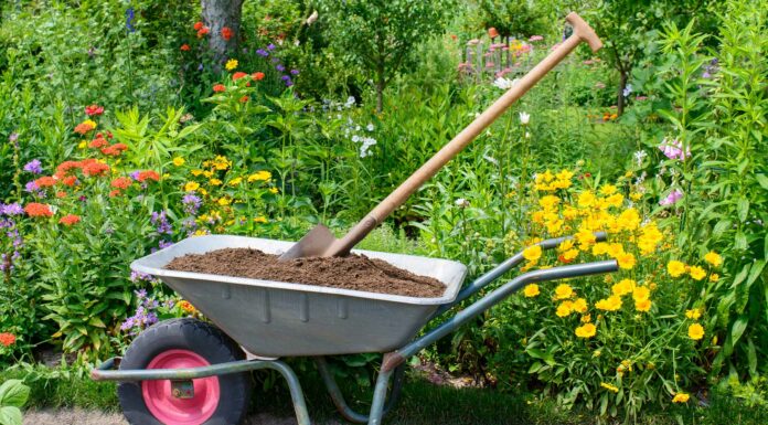 ¿Cuáles son las plantas de compostaje? | El secreto está en tu jardín plantas de compostaje